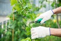 Gardener pruning shears bushes. Garden. Selective focus