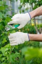 Gardener pruning shears bushes. Garden. Selective focus