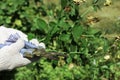 gardener pruning shears old dried roses in the garden Royalty Free Stock Photo