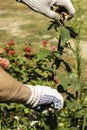 gardener pruning shears old dried roses in the garden Royalty Free Stock Photo