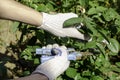 gardener pruning shears old dried roses in the garden Royalty Free Stock Photo