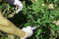 gardener pruning shears old dried roses in the garden Royalty Free Stock Photo