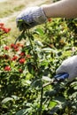 gardener pruning shears old dried roses in the garden Royalty Free Stock Photo