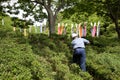 Gardener pruning shrub tree with shears Royalty Free Stock Photo