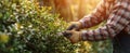 The Gardener Pruning Shrubs in a Sunlit Outdoor Setting for Beautiful Landscapes.AI generated image Royalty Free Stock Photo
