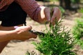 Gardener pruning thuja tree using garden scissors, close up view