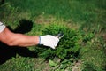 Gardener pruning thuja tree using garden shears, close up view Royalty Free Stock Photo