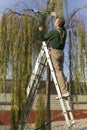 Gardener pruning a tree Royalty Free Stock Photo