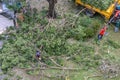 Gardener pruning a tree with chainsaw under tree