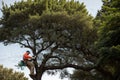 A gardener pruning a tree each cut releasing a flock of birds