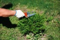 Gardener pruning tree of thuja using garden shears Royalty Free Stock Photo