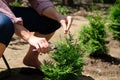 Gardener pruning tree of thuja using garden shears Royalty Free Stock Photo