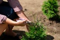 Gardener pruning tree of thuja using garden shears Royalty Free Stock Photo