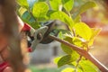 Gardener pruning trees with pruning shears on nature background