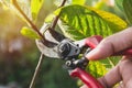 Gardener pruning trees with pruning shears on nature