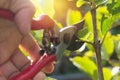 Gardener pruning trees with pruning shears on nature background Royalty Free Stock Photo