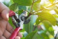 Gardener pruning trees with pruning shears on nature background