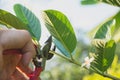 Gardener pruning trees with pruning shears on nature background