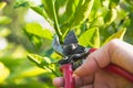 Gardener pruning trees with pruning shears on nature background Royalty Free Stock Photo