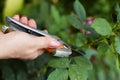 Gardener pruning trees with pruning shears on nature background Royalty Free Stock Photo