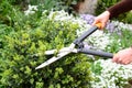 Gardener pruning, trimming buxus, boxwood shrubs with hedge shears. Trimming boxwood is a chore that only needs doing twice a year Royalty Free Stock Photo