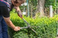 Gardener pruning, trimming buxus, boxwood shrubs with hedge shears. Pruning, trimming buxus, boxwood shrubs with hedge shears Royalty Free Stock Photo