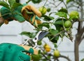 Gardener pruning a young lemon tree in spring