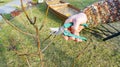 A gardener pruning a young pear fruit tree with a manual secateurs against the backdrop of garden landscaping. Spring garden trees