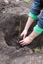 The gardener puts a berry bush in the ground in his garden. The process of landing the plant in the ground.