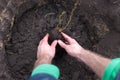 The gardener puts a berry bush in the ground in his garden. The process of landing the plant in the ground.