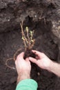 The gardener puts a berry bush in the ground in his garden. The process of landing the plant in the ground.