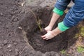 The gardener puts a berry bush in the ground in his garden. The process of landing the plant in the ground.