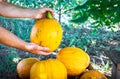 Gardener puts a large pumpkin on a pile during harvest in the garden