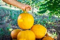 Gardener puts a large pumpkin on a pile during harvest in the garden