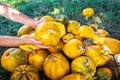 Gardener puts a large pumpkin on pile during harvest in the garden