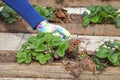 The gardener puts the mulch under the strawberry.