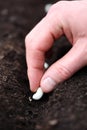 Gardener puts seed into hole