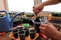 Gardener puts soil by garden tool in container for sowing seeds.