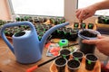 Gardener puts soil by garden tool in containers for sowing seeds.