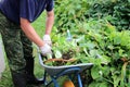 gardener puts weeds and cut leaves into a wheelbarrow