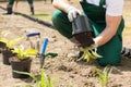 Gardener putting the plant