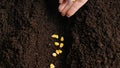 Gardener putting seeds in the ground. Woman farmer hand planting sowing corn seeds in soil preparation for spring season Royalty Free Stock Photo