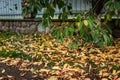 Gardener raking fall leaves in garden Royalty Free Stock Photo