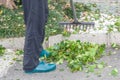 Gardener is raking fall leaves after hedge trimming. Royalty Free Stock Photo