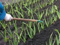 Gardener raking garlic plantation Royalty Free Stock Photo