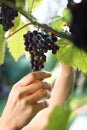 Gardener reaping red grapes Royalty Free Stock Photo