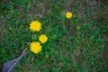 The gardener removes weeds from the lawn with a hand cultivator. Device for removing dandelion weeds from the root. Weed control. Royalty Free Stock Photo