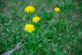 The gardener removes weeds from the lawn with a hand cultivator. Device for removing dandelion weeds from the root. Weed control.