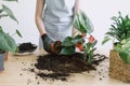 Gardener removing Anthurium flower with roots from pot