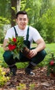 Gardener removing flower from pot